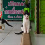 クイッティアオ屋で見かけた猫の家族【ネコラボ#32】