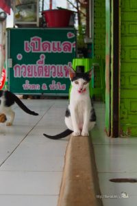 クイッティアオ屋で見かけた猫の家族【ネコラボ#32】