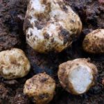 【爆誕!!】なんとタイで新種のトリュフが発見される!【タイニュース】