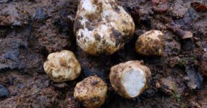 【爆誕!!】なんとタイで新種のトリュフが発見される!【タイニュース】