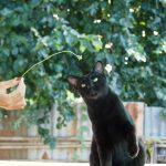 花にじゃれる猫【 ネコラボ#35 】