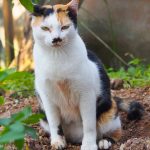 突然のヨソ猫訪問「ネコラボ#34」