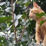 木登りが大好きなタイの猫!!「ネコラボ#33」