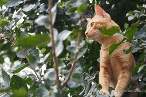 木登りが大好きなタイの猫！！「ネコラボ＃３３」