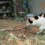 ちょっと閲覧注意 ヘビをとらえる猫たち 【ネコラボ#36】