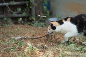 ちょっと閲覧注意 ヘビをとらえる猫たち 【ネコラボ#36】