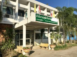 タイでペットの避妊手術を格安価格で受ける方法【半額以下】