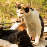 近所で見かけた猫たち & 我が家の猫たちに関するご報告【ネコラボ#37】