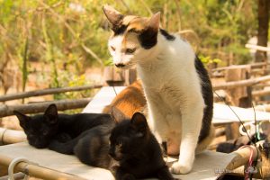 近所で見かけた猫たち & 我が家の猫たちに関するご報告【ネコラボ＃37】