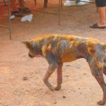 【怖すぎる…】狂犬病で死亡した水牛を食べてしまったタイの村人たち