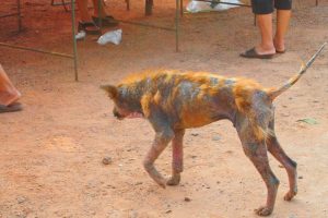 タイの身近な場所に潜む「6つの危険生物」について知っておこう