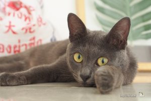 タイの高級ネコ「メーオ シーサワート」【ネコラボ＃38】