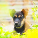 【最新情報】狂犬病が流行しているタイ国内13の県が発表される!!