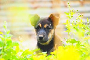 【最新情報】狂犬病が流行しているタイ国内13の県が発表される！！