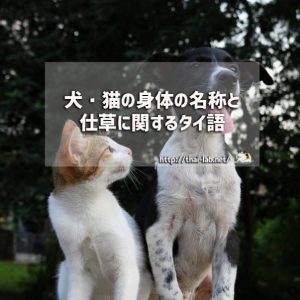 犬・猫の身体の名称と仕草に関するタイ語