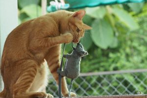 元気になってきたチャンツー【ネコラボ＃39】