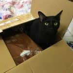 【スーツケースに収まる】日本からタイへ買って帰って来て特に良かったもの3選【生活が超捗る!】