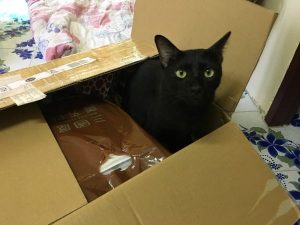 【スーツケースに収まる】日本からタイへ買って帰って来て特に良かったもの３選【生活が超捗る！】