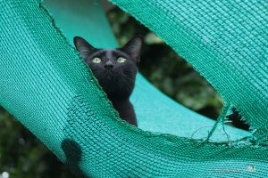 ハンモックで遊ぶ猫たち【ネコラボ#40】