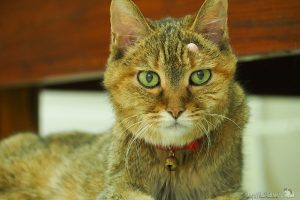 日本からタイにやって来た先輩ネコ3匹【ネコラボ#41】