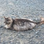 今日8/8は「世界 猫の日」ということで急遽【ネコラボ#42】