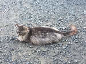 今日8/8は「世界 猫の日」ということで急遽【ネコラボ#42】