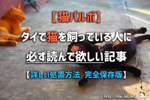 【猫パルボ】タイで猫を飼っている人に必ず読んで欲しい記事【完全保存版】