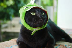 かぶりものをつけたチャンツーとマクロ【ネコラボ#43】