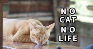 【PV】Hi! I'm "Chan-two"【ネコラボ＃45】