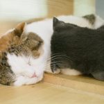 ウドンタニ県に猫カフェ爆誕!!「more neko cafe」に行ってみた【動画あり】