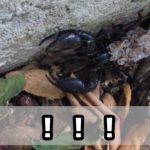 【閲覧注意】親サソリの背中に蠢(うごめ)く子サソリたち...
