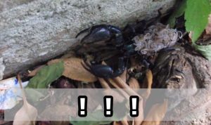 【閲覧注意】親サソリの背中に蠢(うごめ)く子サソリたち...