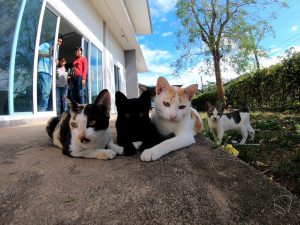 めっちゃ仲良し!タイで見かけた猫の家族【ネコラボ#46】
