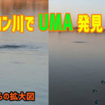 【激撮】タイのメコン川で未確認生物「UMA」発見！？