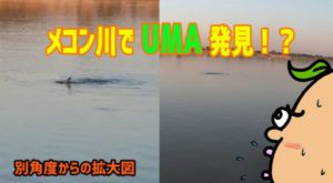 【激撮】タイのメコン川で未確認生物「UMA」発見!?