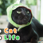 【PV】Hi! I'm "Makuro"【ネコラボ#48】