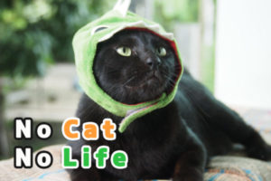 【PV】Hi! I'm "Makuro"【ネコラボ＃48】