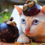 猫とマンゴスチン【ネコラボ#50】