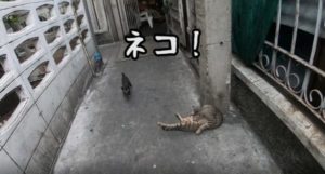 【マニア必見!】バンコクのマイナーで超細い路地がイイ感じ