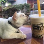 お土産にもピッタリ!タイで売ってるタピオカの調理方法