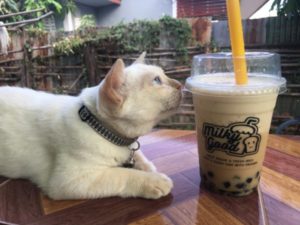 お土産にもピッタリ!タイで売ってるタピオカの調理方法
