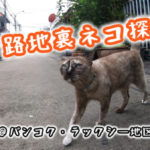 【動画】タイ路地裏ネコ探訪 @バンコク・ラックシ―地区