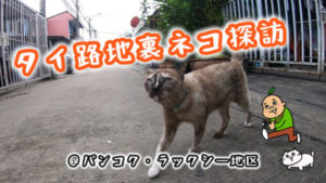 【動画】タイ路地裏ネコ探訪 @バンコク・ラックシ―地区