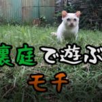 裏庭で遊ぶモチ【ネコラボ#52】