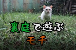 裏庭で遊ぶモチ【ネコラボ#52】