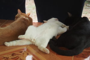 2019年7月 ダラダラしている我が家のネコたち【ネコラボ#51】