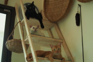 猫タワーとネコたち【ネコラボ#53】