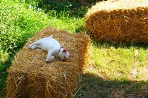 藁(わら)の上で遊ぶ猫たちが可愛すぎる!【ネコラボ#54】