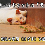 この一週間で新規投稿した「ドワーフキャットのモチ」動画