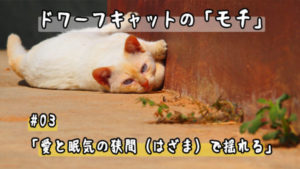 この一週間で新規投稿した「ドワーフキャットのモチ」動画